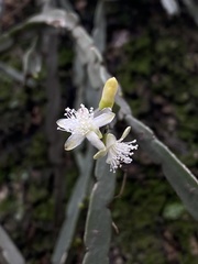 (c) Pedro Alvaro Neves, some rights reserved (CC BY) Rhipsalis pentaptera, photograph (c) Pedro Alvaro Neves, some rights reserved (CC BY)