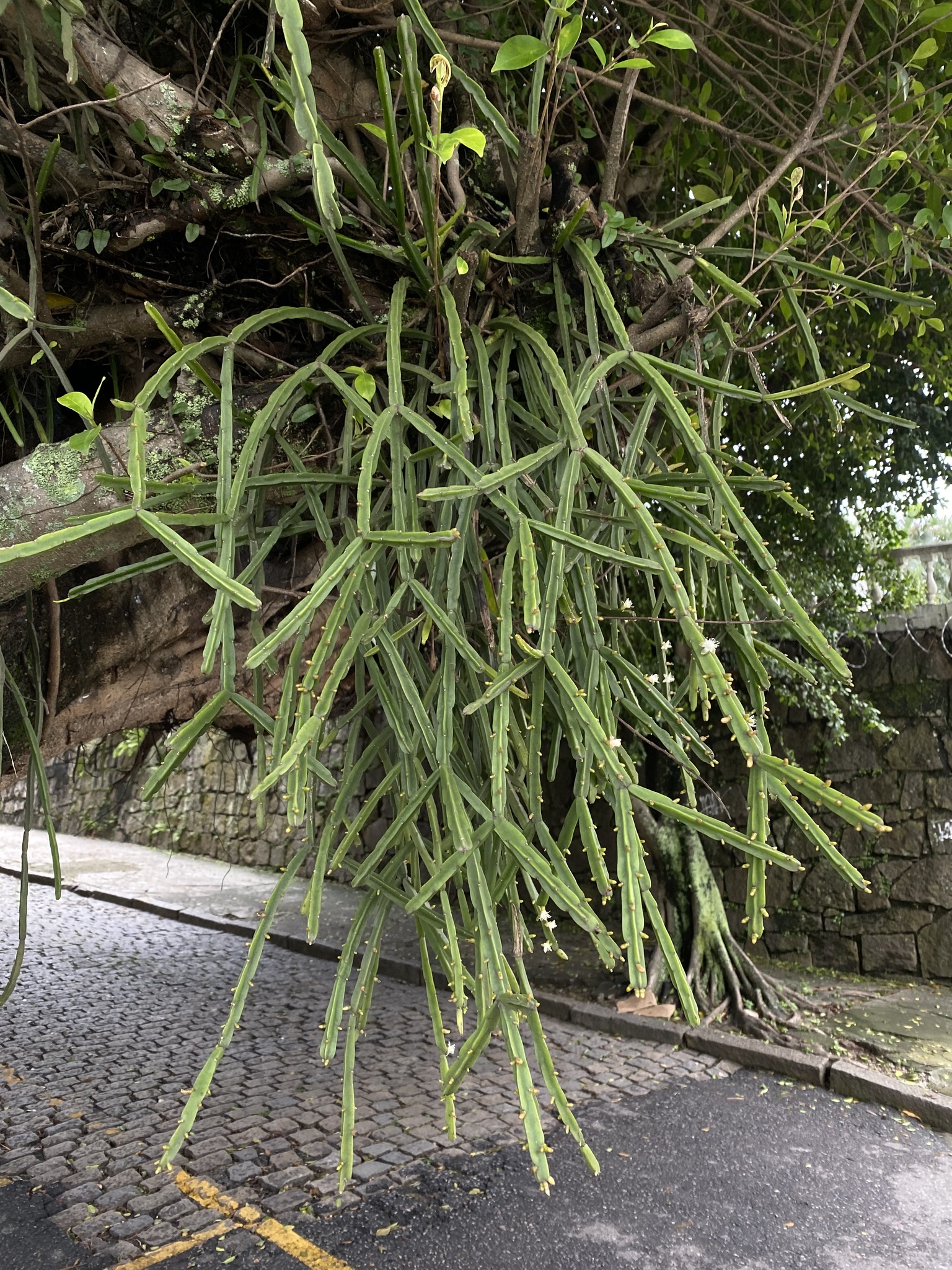 Rhipsalis pentaptera