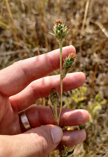 Palouse Goldenweed (Pyrrocoma liatriformis)