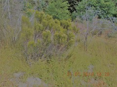 Ozothamnus leptophyllus