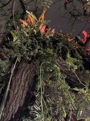 Rhipsalis mesembryanthoides, photograph Pedro Alvaro Neves, CC BY, iNaturalist via GBIF