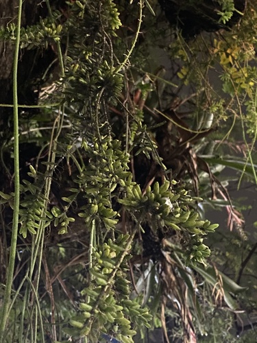 Rhipsalis mesembryanthoides