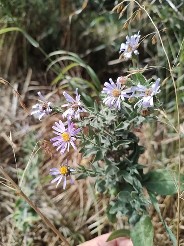 Jessica's Aster (Symphyotrichum jessicae)