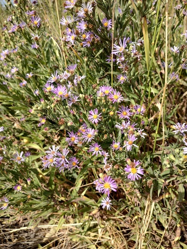 Symphyotrichum jessicae, photograph 1