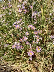 Symphyotrichum jessicae