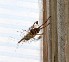 Leptoglossus macrophyllus