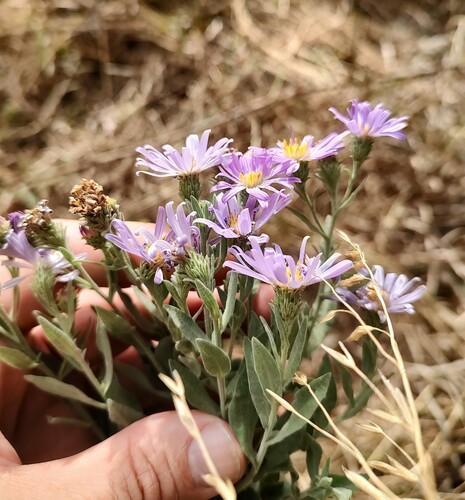 Symphyotrichum jessicae, photograph 3