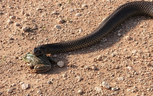 Eastern Brown Snake sighting