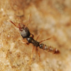 Stigmatomma pallipes