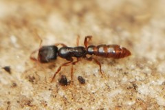 Stigmatomma pallipes