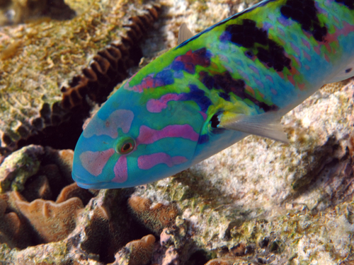 Moon wrasse (Thalassoma hardwicke) — Labridae — 3