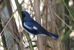 Setophaga caerulescens