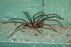 Corasoides australis