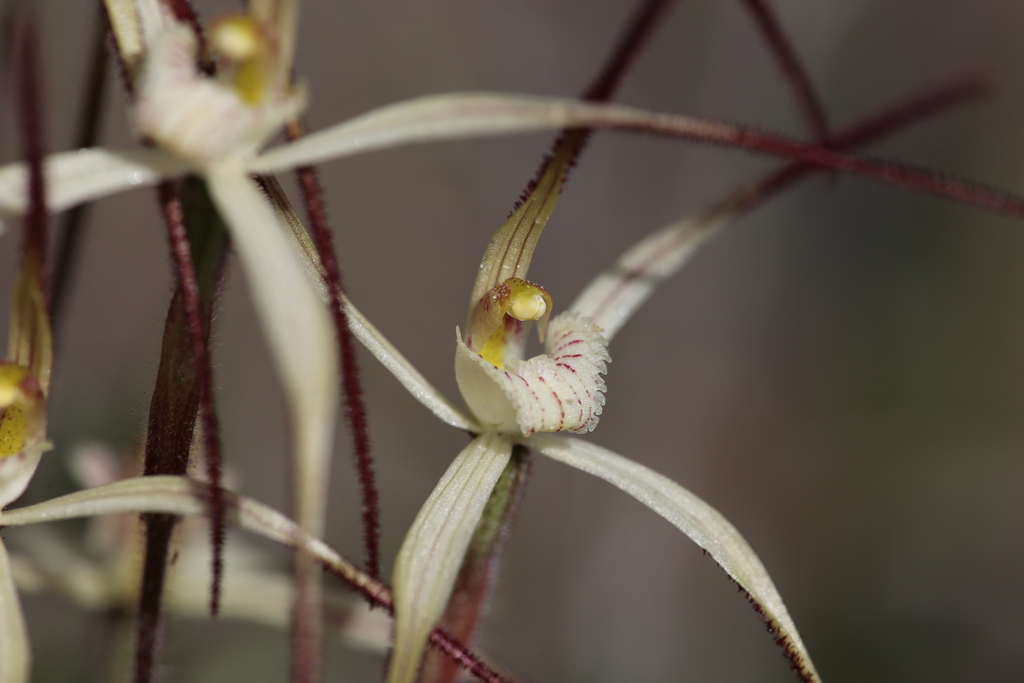 Caladenia horistes