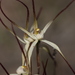 Cream Spider Orchid - Photo (c) Hugo Innes, some rights reserved (CC BY), uploaded by Hugo Innes