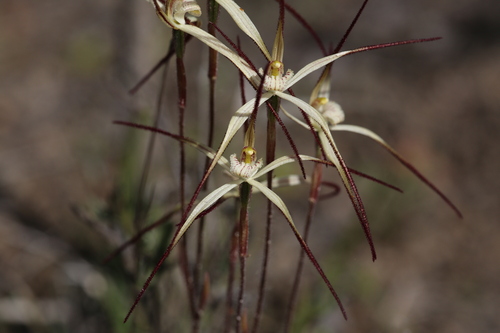 Image of Caladenia horistes by (c) Hugo Innes, some rights reserved (CC BY)
