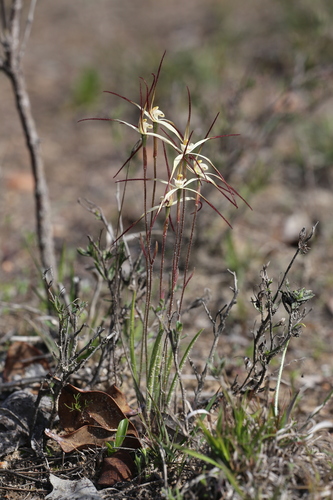 Image of Caladenia horistes by (c) Hugo Innes, some rights reserved (CC BY)