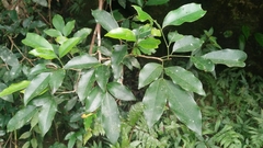 Glycosmis parviflora