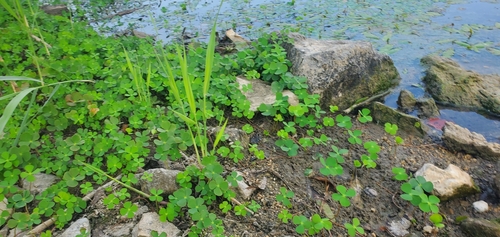 Image of Marsilea quadrifolia by (c) -Rorey-, some rights reserved (CC BY)