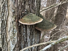Fungi
