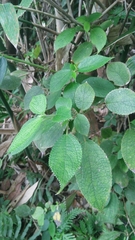 Boehmeria pilosiuscula