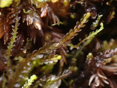 Brown Flapwort