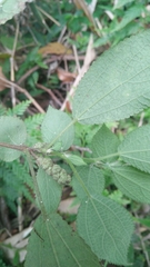 Boehmeria pilosiuscula