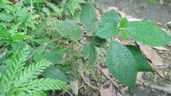 Boehmeria pilosiuscula