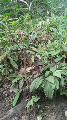 Crepidium roohutuensis