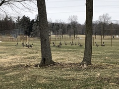 Branta canadensis