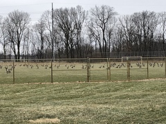 Branta canadensis