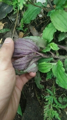 Crepidium roohutuensis