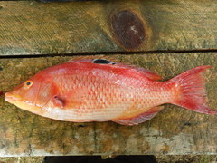 Bodianus unimaculatus