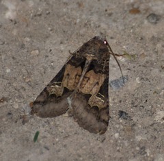 Melipotis agrotoides