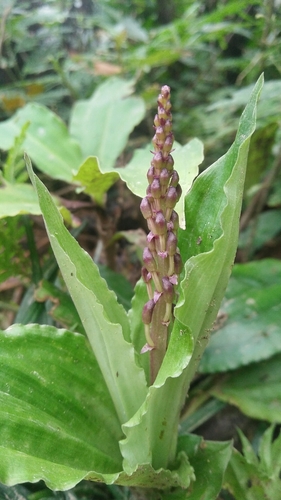 Image of Liparis formosana by (c) Cheng-Te Hsu, some rights reserved (CC BY)