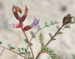 Astragalus preussii