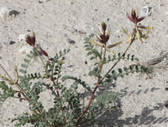 Astragalus preussii