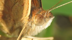 Junonia genoveva hilaris