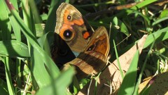 Junonia genoveva hilaris