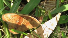 Junonia genoveva hilaris