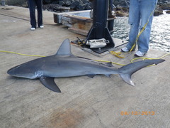 Carcharhinus galapagensis