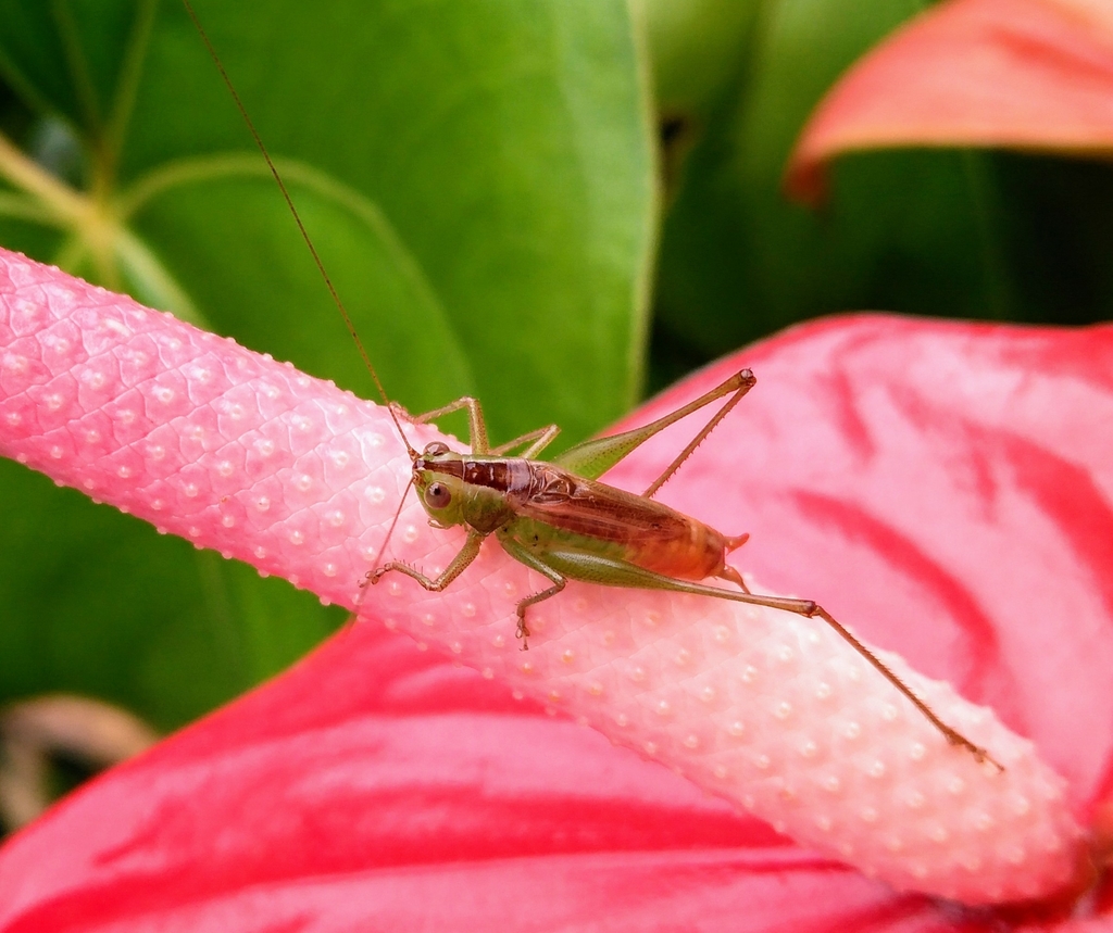 Conocephalus equatorialis