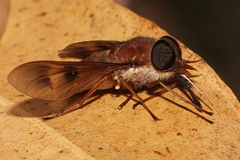 Copidapha quadrimacula