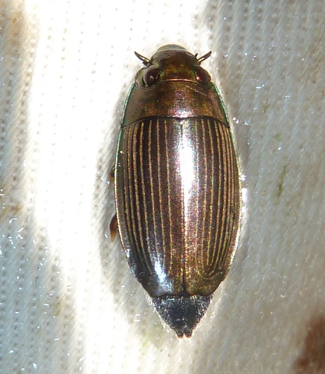 Macrogyrus