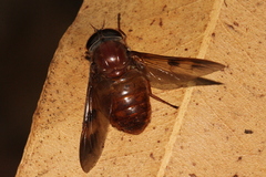 Copidapha quadrimacula