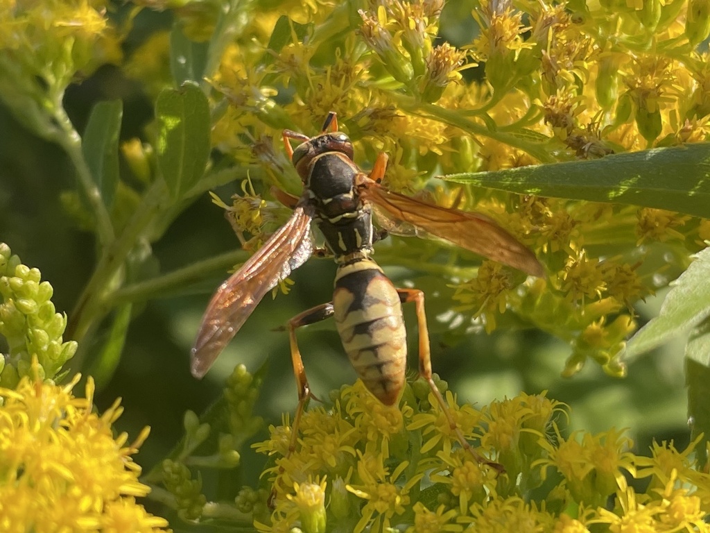 Golden Paper Wasp in August 2023 by Sarah Marshall. Lots of these wasps