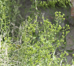 Amphipappus fremontii