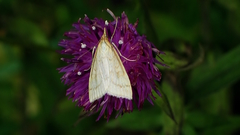 Udea lutealis