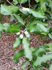 Pittosporum ralphii