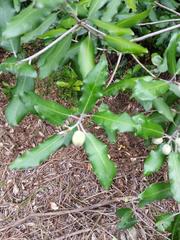 Pittosporum ralphii